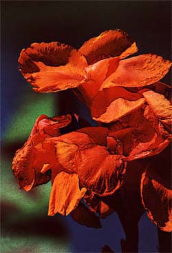 Canna Lily